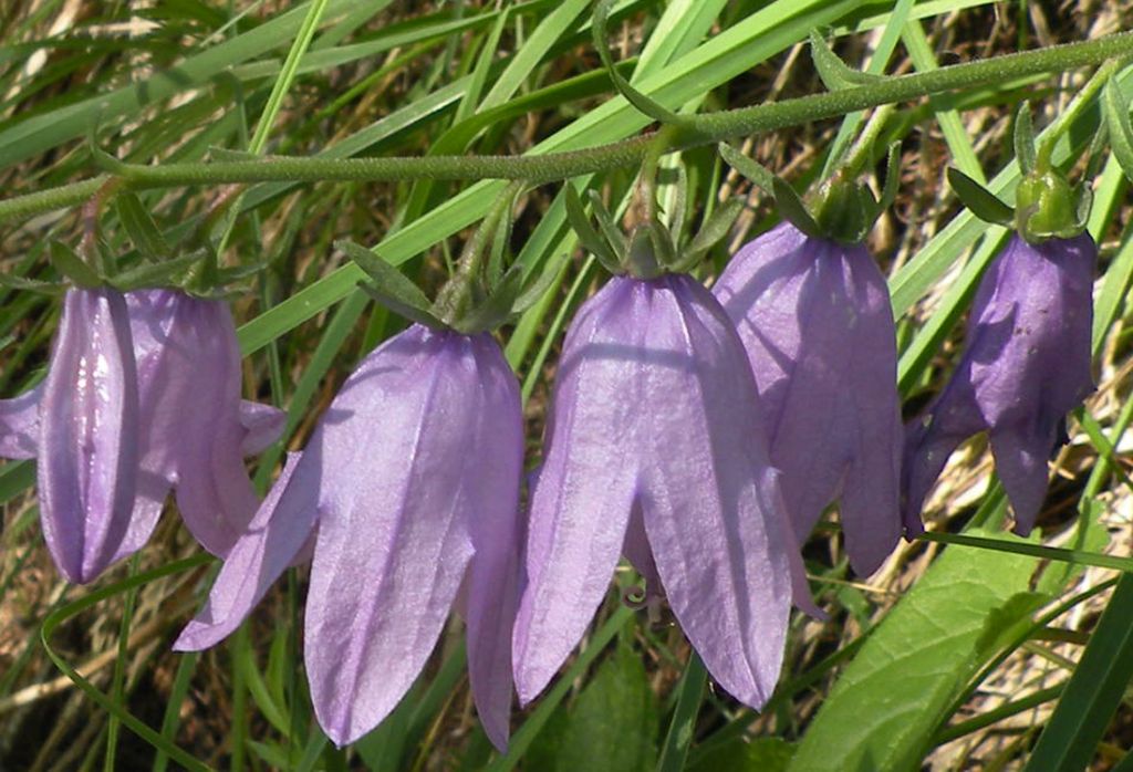 Valle d''Aosta: Campanula rapunculoides